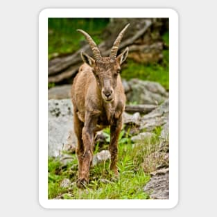 Baby Ibex Sticker